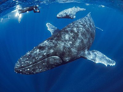 くじら 23/02/07 逆立ちで上がってくるクジラ！ ホエールスイム｜沖縄